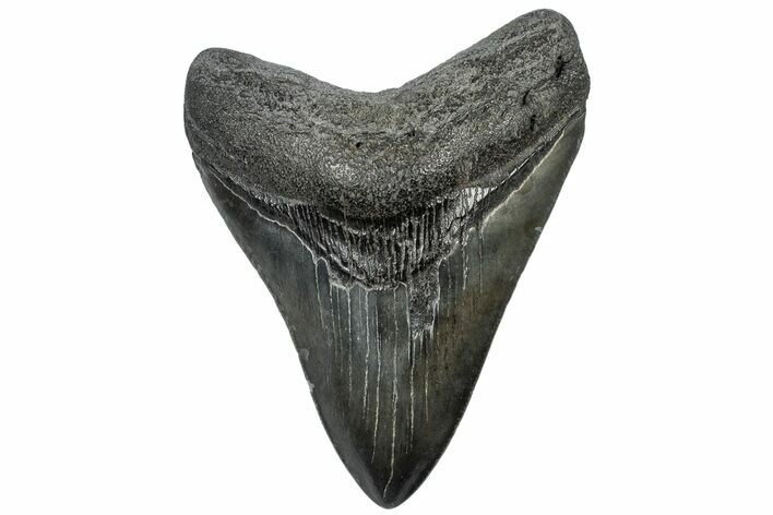 Fossil Megalodon Tooth - South Carolina #310038